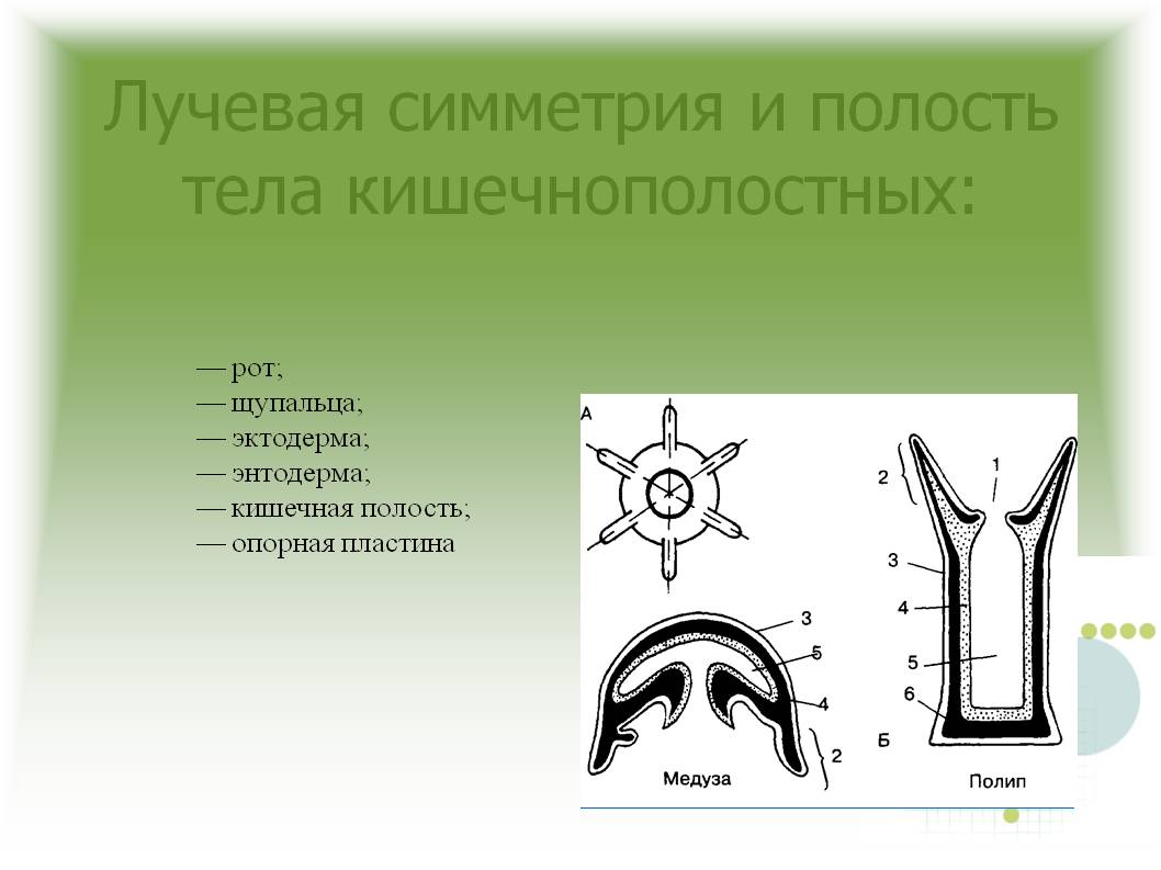 Кракен как попасть